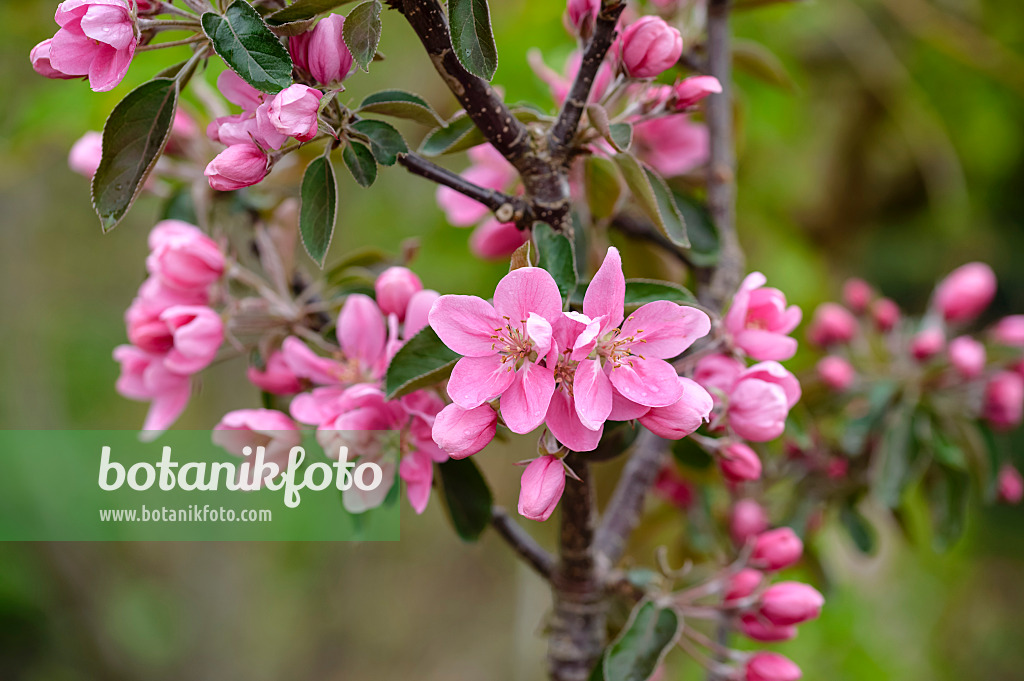 593141 - Orchard apple (Malus x domestica 'Maypole')