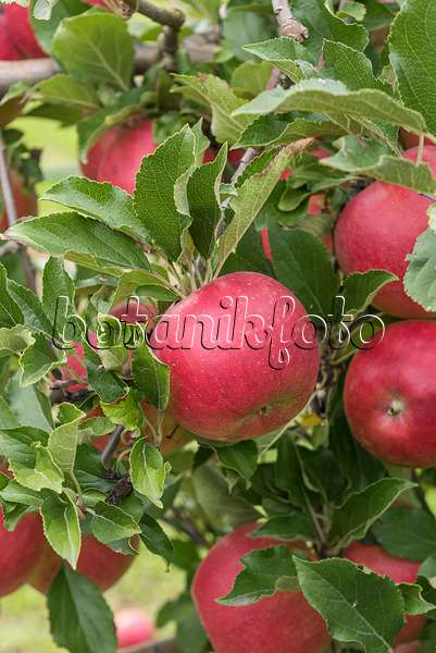 616042 - Orchard apple (Malus x domestica 'Milwa')