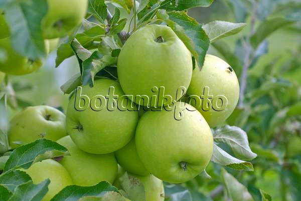 502277 - Orchard apple (Malus x domestica 'Nicogreen')