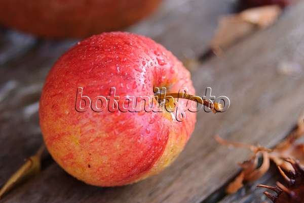 517006 - Orchard apple (Malus x domestica) on a wooden table