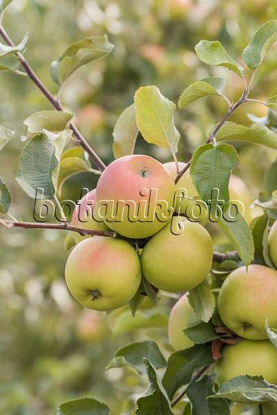 635094 - Orchard apple (Malus x domestica 'Otava')