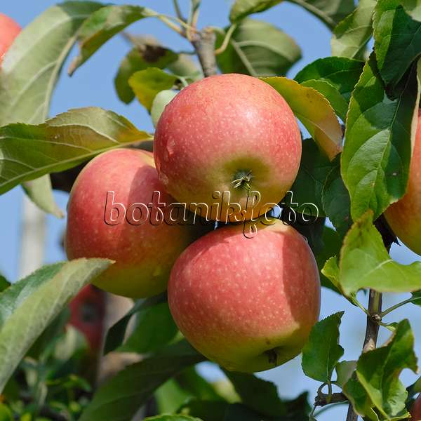 471422 - Orchard apple (Malus x domestica 'Pinova')