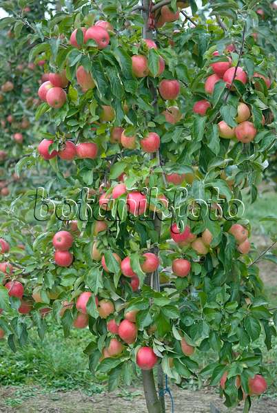 502280 - Orchard apple (Malus x domestica 'Pinova')