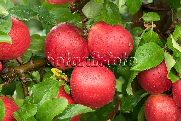 616048 - Orchard apple (Malus x domestica 'Pinova')