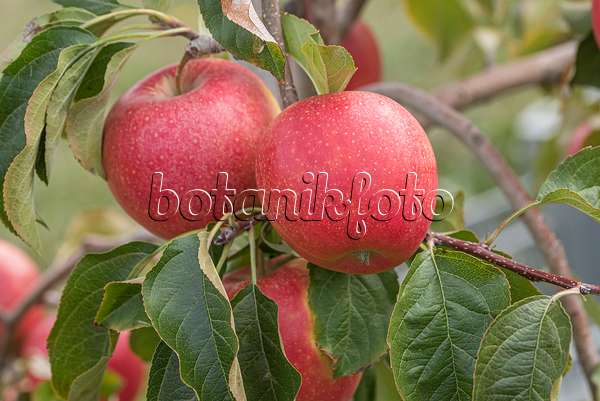 635096 - Orchard apple (Malus x domestica 'Pinova')