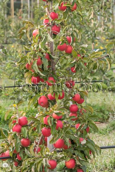 635097 - Orchard apple (Malus x domestica 'Pinova')