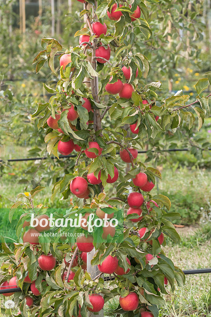 635097 - Orchard apple (Malus x domestica 'Pinova')