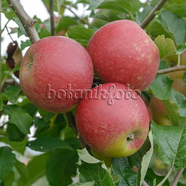 547187 - Orchard apple (Malus x domestica 'Pisaxa')