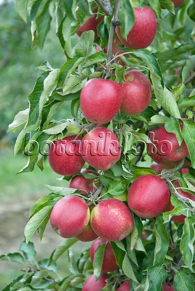 502281 - Orchard apple (Malus x domestica 'Pivita')
