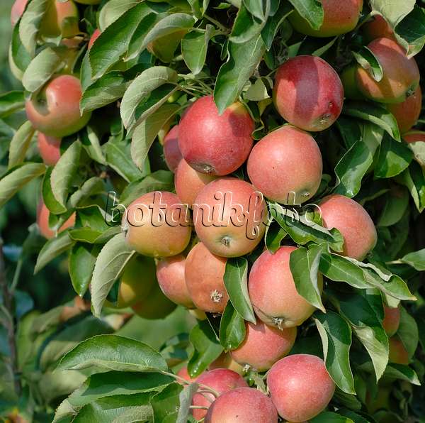 471423 - Orchard apple (Malus x domestica 'Polka')