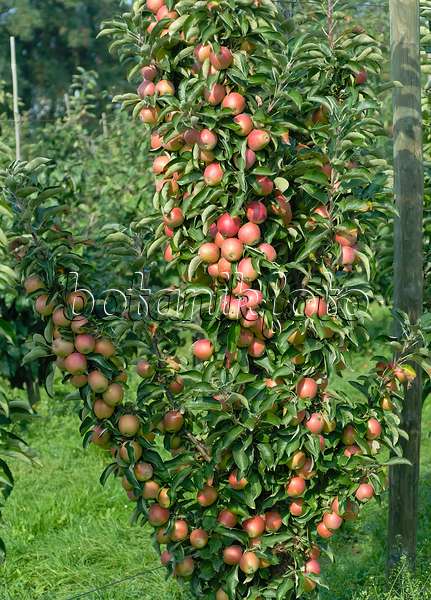 471424 - Orchard apple (Malus x domestica 'Polka')