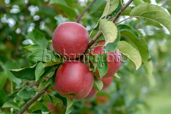 575153 - Orchard apple (Malus x domestica 'Rajka')
