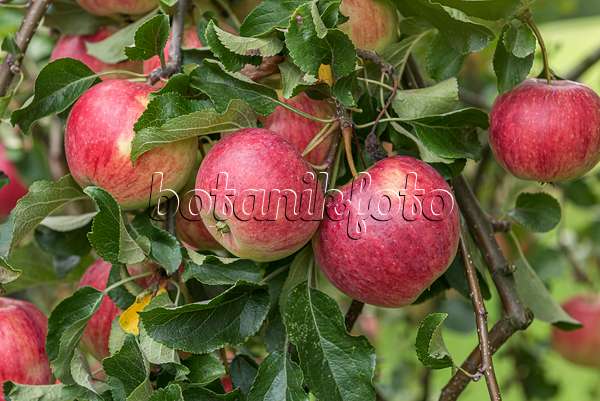 616049 - Orchard apple (Malus x domestica 'Reanda')