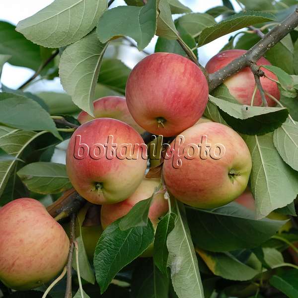 471425 - Orchard apple (Malus x domestica 'Rebella')
