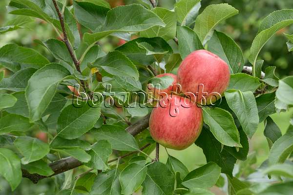 547188 - Orchard apple (Malus x domestica 'Rebella')
