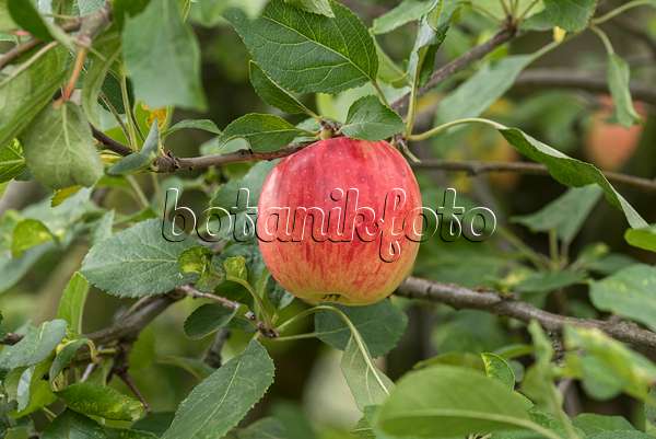 616050 - Orchard apple (Malus x domestica 'Rebella')