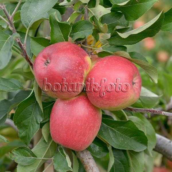547189 - Orchard apple (Malus x domestica 'Recolor')