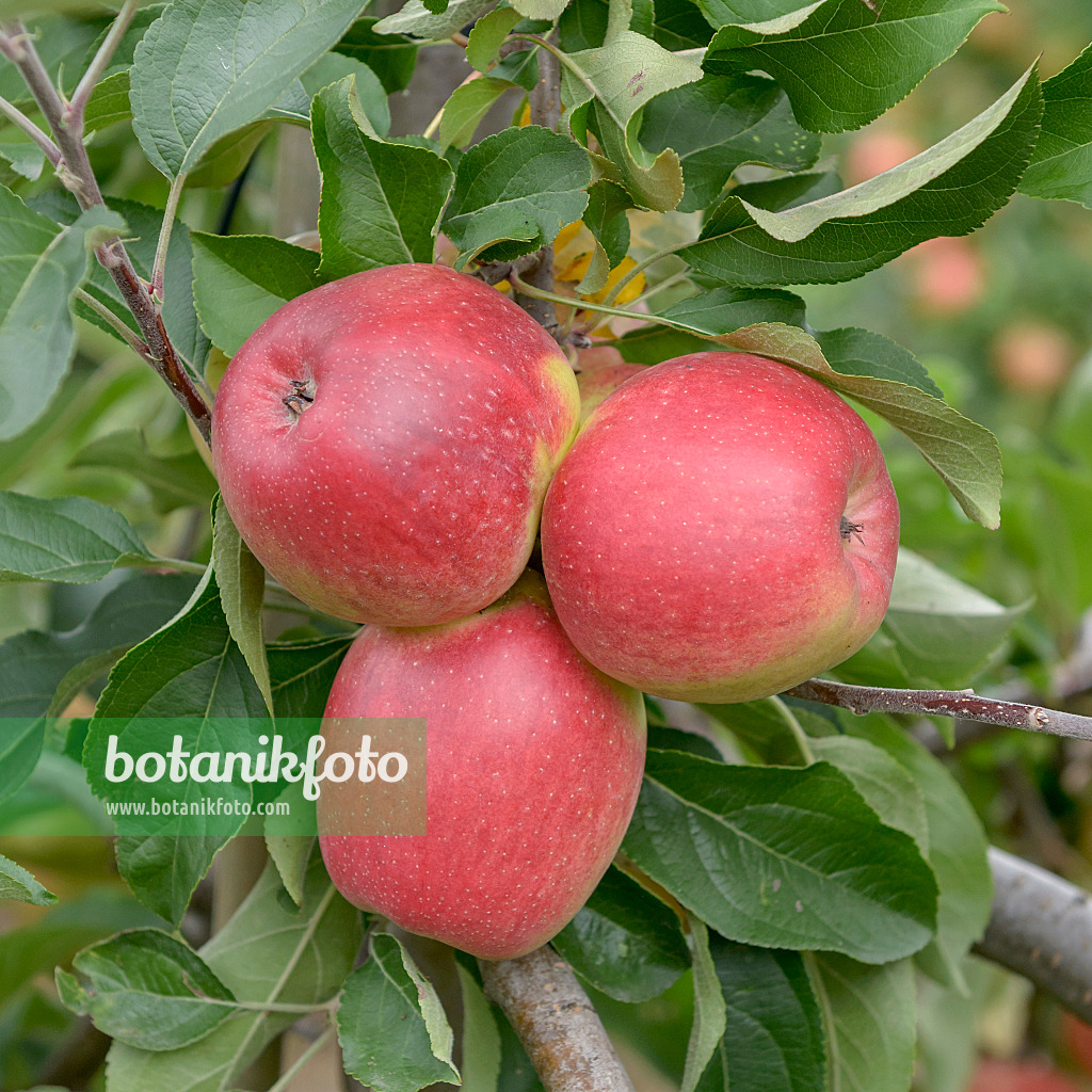 547189 - Orchard apple (Malus x domestica 'Recolor')