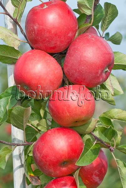 502283 - Orchard apple (Malus x domestica 'Red Topaz')