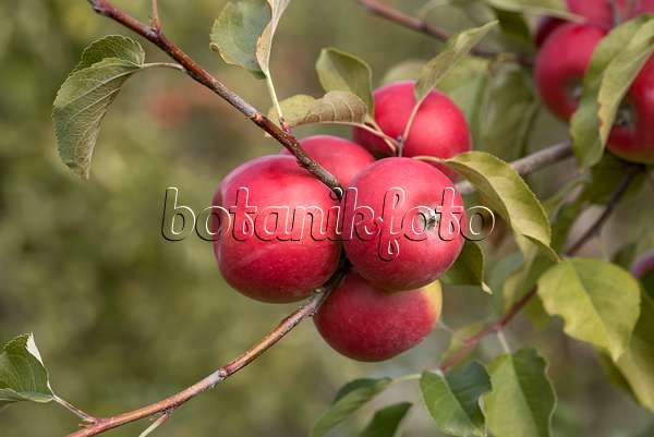 635098 - Orchard apple (Malus x domestica 'Red Topaz')