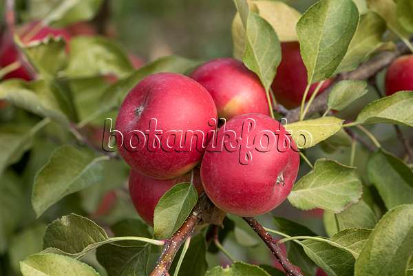 635099 - Orchard apple (Malus x domestica 'Red Topaz')