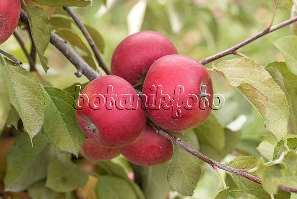 635100 - Orchard apple (Malus x domestica 'Red Topaz')