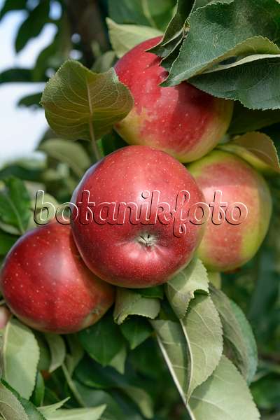 547190 - Orchard apple (Malus x domestica 'Redcats')