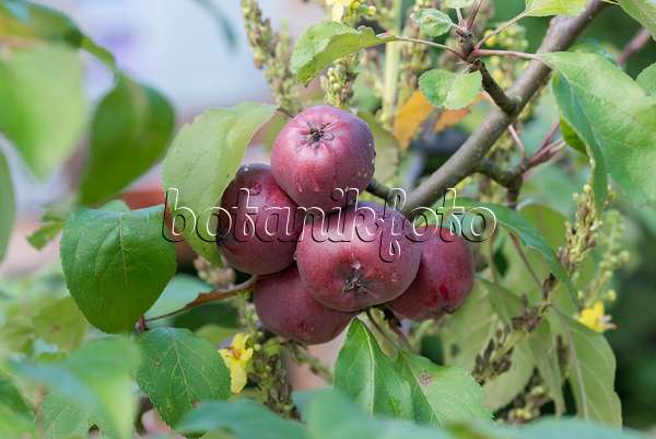 625276 - Orchard apple (Malus x domestica 'Redlove Circe')