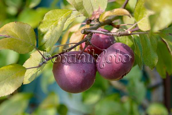 575168 - Orchard apple (Malus x domestica 'Redlove Era')