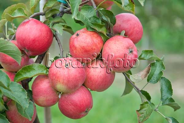 502284 - Orchard apple (Malus x domestica 'Regia')