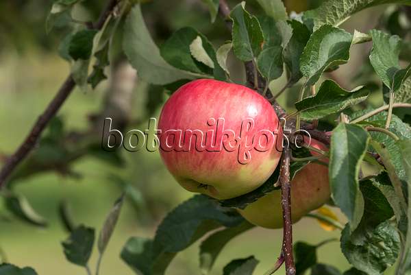 616051 - Orchard apple (Malus x domestica 'Regia')