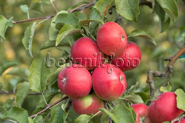 635101 - Orchard apple (Malus x domestica 'Regia')