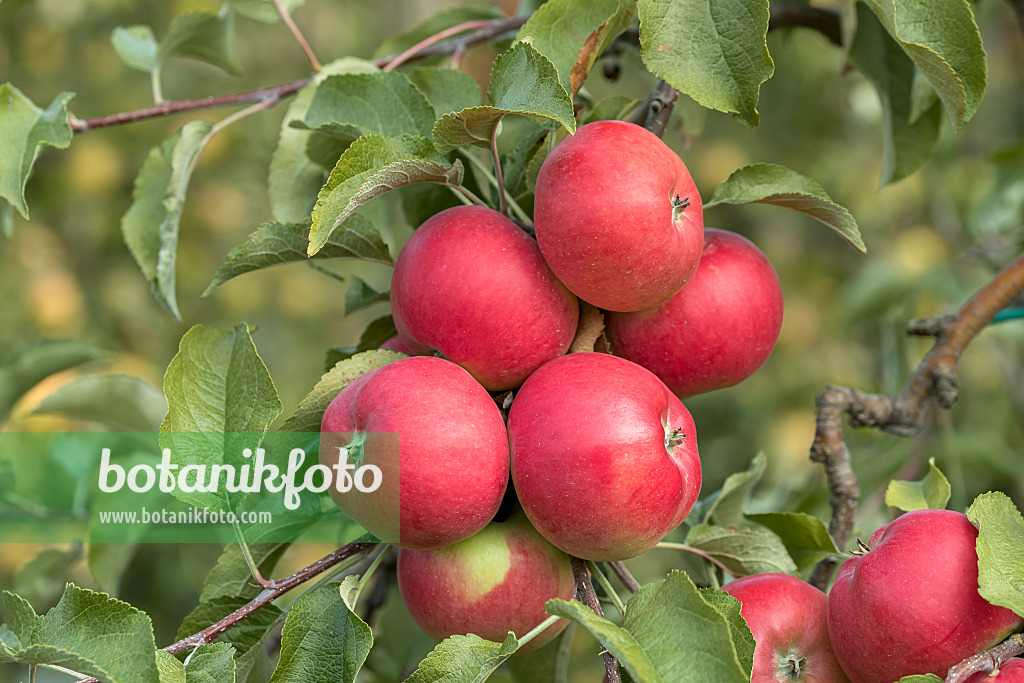 635101 - Orchard apple (Malus x domestica 'Regia')