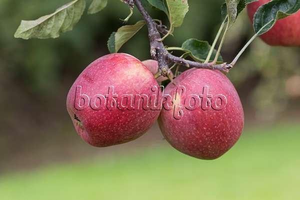616052 - Orchard apple (Malus x domestica 'Regine')