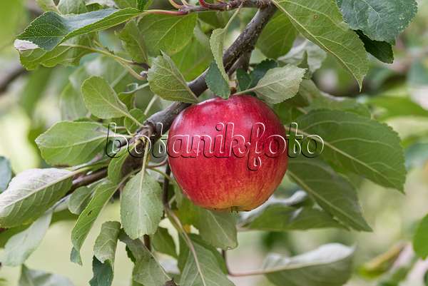 616053 - Orchard apple (Malus x domestica 'Reglindis')