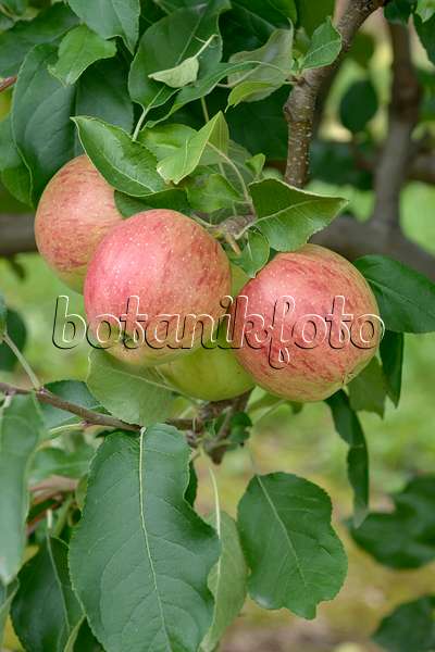 547191 - Orchard apple (Malus x domestica 'Rekarda')