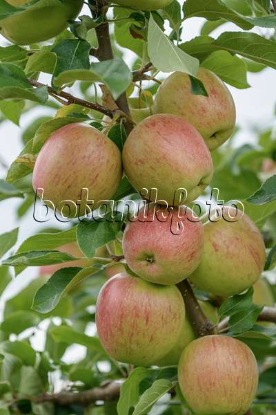 547192 - Orchard apple (Malus x domestica 'Rekarda')