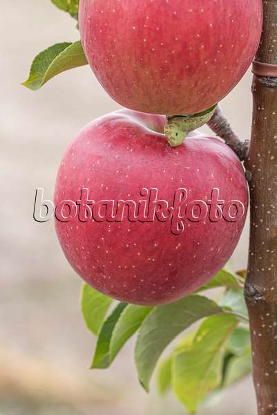 635102 - Orchard apple (Malus x domestica 'Rekarda')