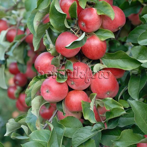 471426 - Orchard apple (Malus x domestica 'Releika')