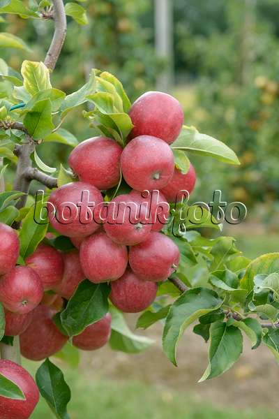 547193 - Orchard apple (Malus x domestica 'Releika')