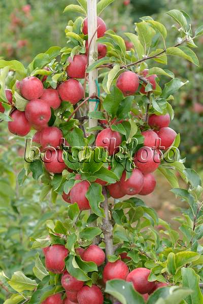 547194 - Orchard apple (Malus x domestica 'Releika')