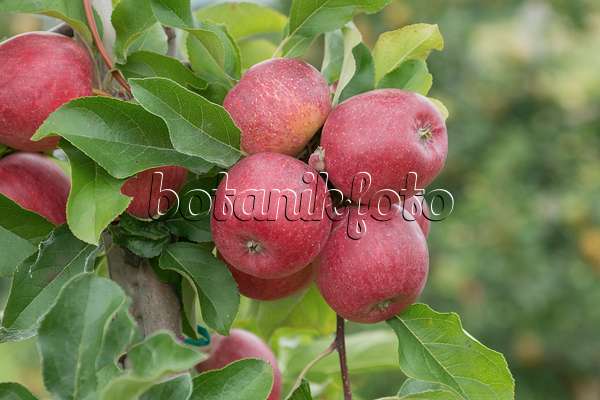 547195 - Orchard apple (Malus x domestica 'Releika')