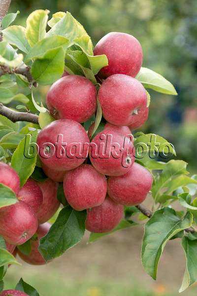 547196 - Orchard apple (Malus x domestica 'Releika')