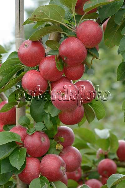 547197 - Orchard apple (Malus x domestica 'Remo')