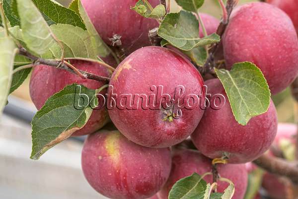 635103 - Orchard apple (Malus x domestica 'Rene')