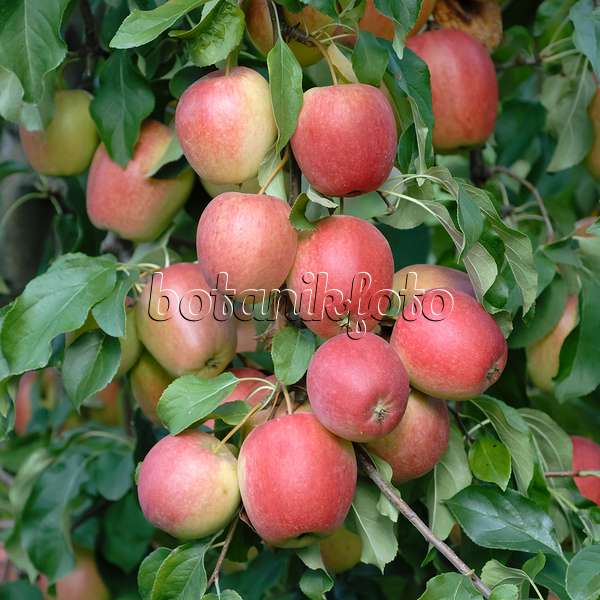 471427 - Orchard apple (Malus x domestica 'Rewena')