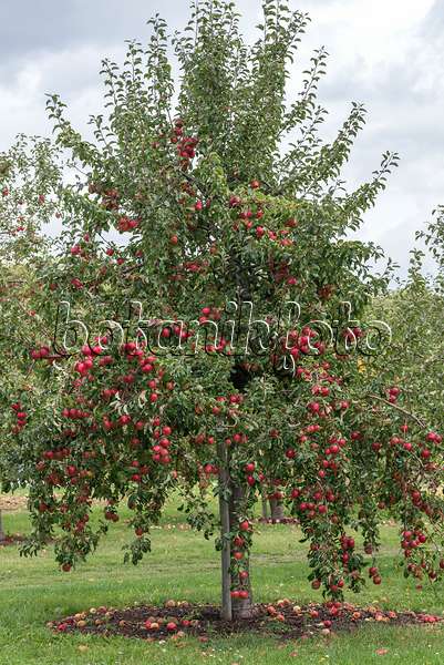 616057 - Orchard apple (Malus x domestica 'Rewena')