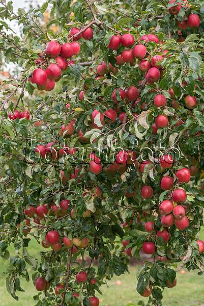 616058 - Orchard apple (Malus x domestica 'Rewena')