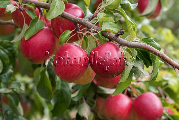 616060 - Orchard apple (Malus x domestica 'Rewena')
