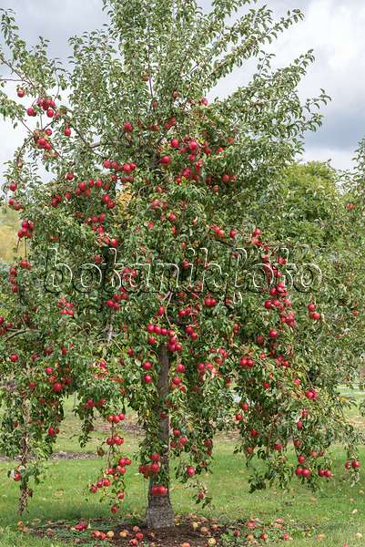 616061 - Orchard apple (Malus x domestica 'Rewena')